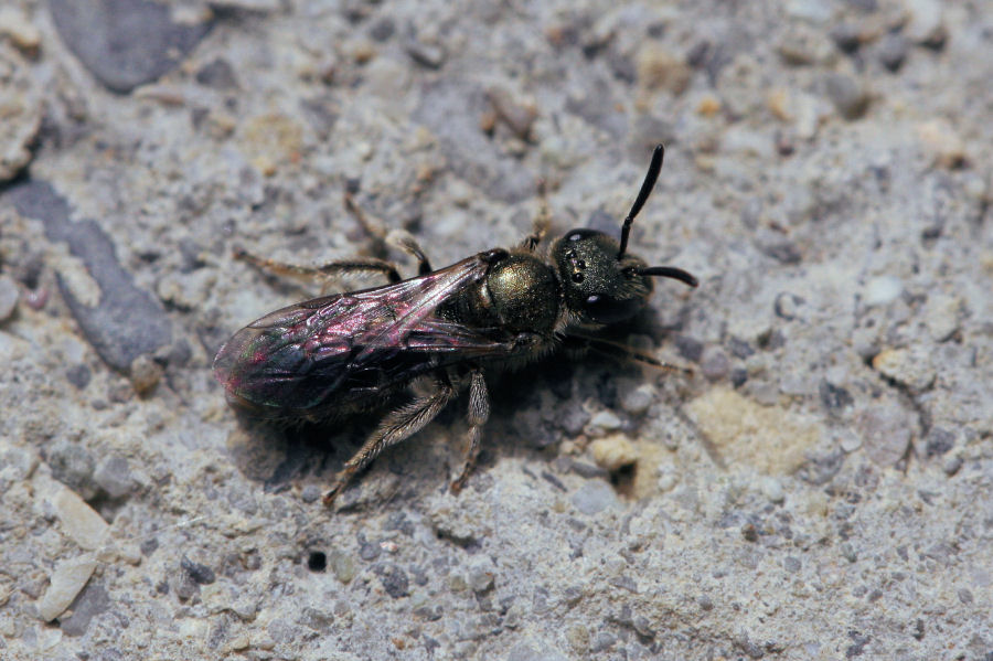 Apidae Halictinae: Lasioglossum sp. o Halictus sp.