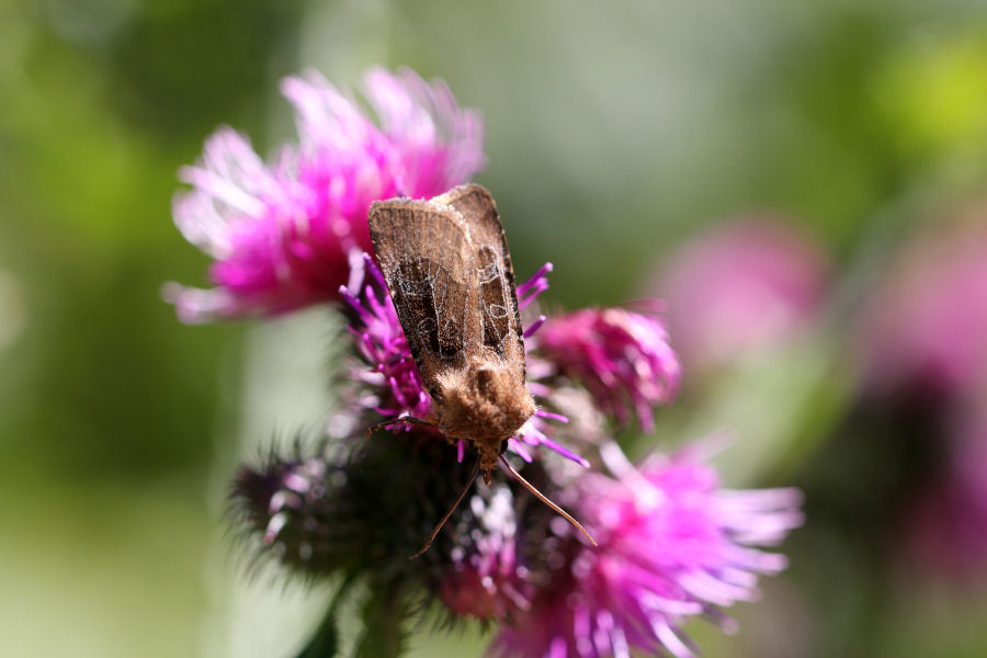 Falena da identificare