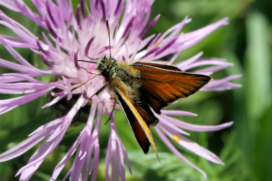 Thymelicus lineola ?