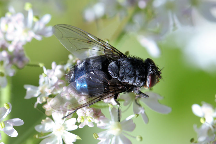 Mosche svizzere: Calliphora sp.