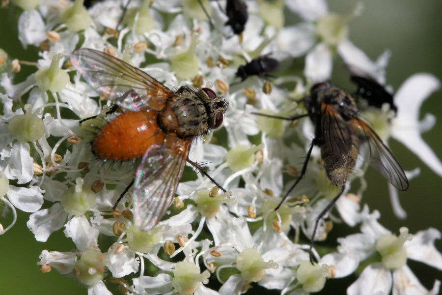 Mosche svizzere: Hyalurgus sp. (Tachinidae).