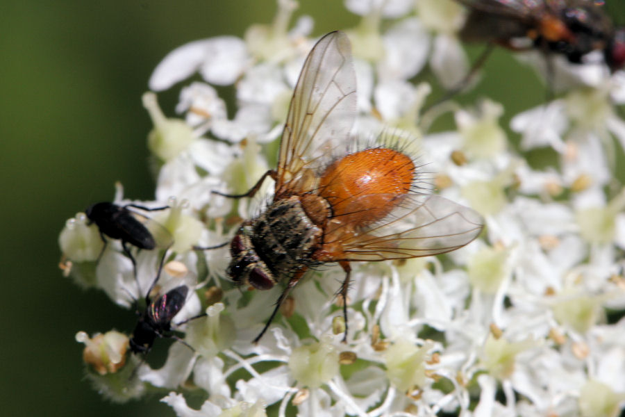 Mosche svizzere: Hyalurgus sp. (Tachinidae).