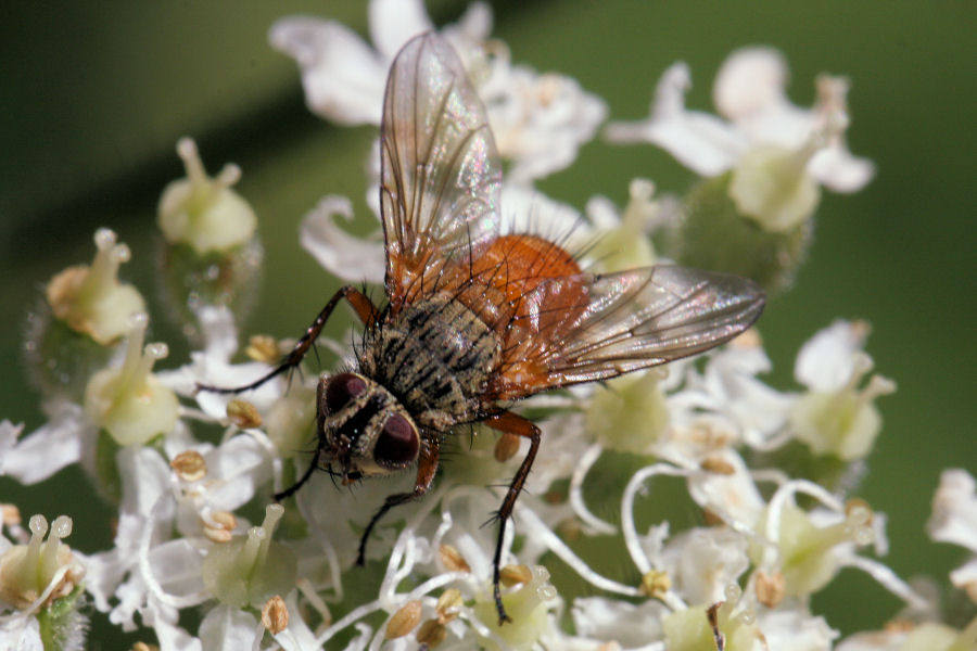 Mosche svizzere: Hyalurgus sp. (Tachinidae).