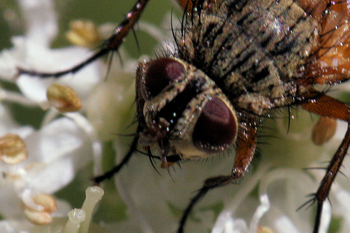 Mosche svizzere: Hyalurgus sp. (Tachinidae).