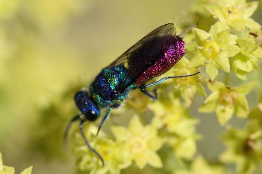 Chrysididae svizzero