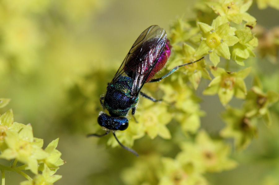 Chrysididae svizzero