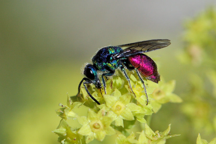 Chrysididae svizzero