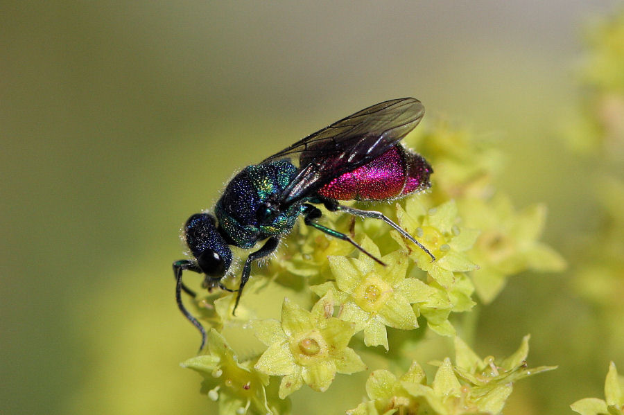 Chrysididae svizzero