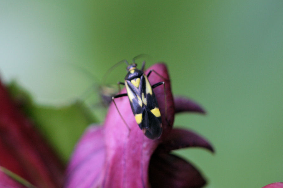 Miridae: Grypocoris (Lophyromiris) sexguttatus in Svizzera