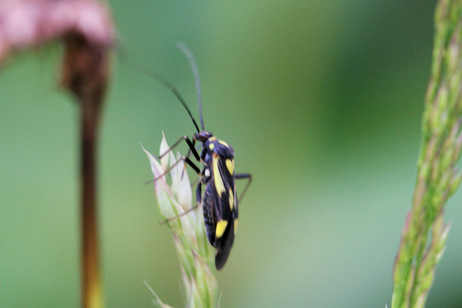 Miridae: Grypocoris (Lophyromiris) sexguttatus in Svizzera