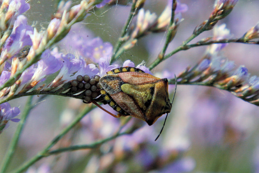 Quali Carpocoris?