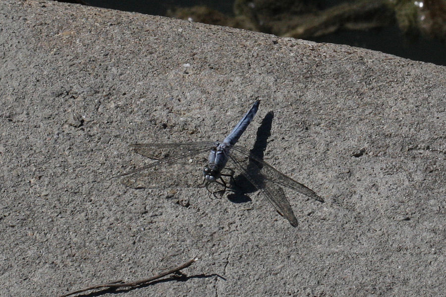 Quale orthetrum? - Orthetrum brunneum