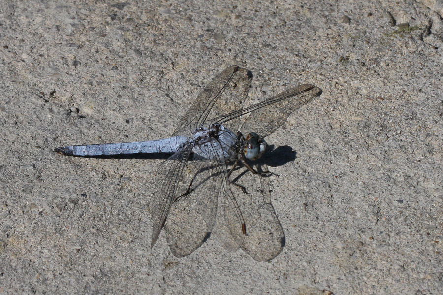 Quale orthetrum? - Orthetrum brunneum