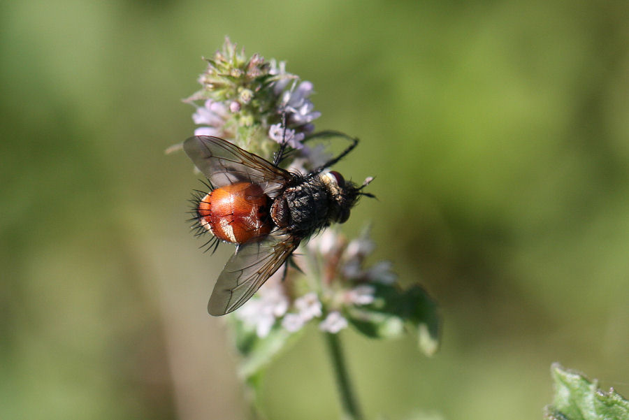 Peleteria  sp. (Tachinidae)