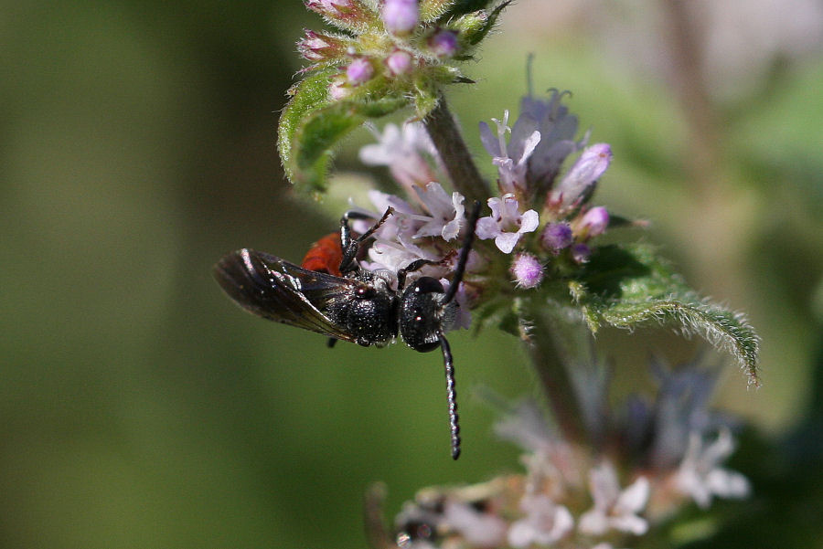 Maschio di Sphecodes (Apidae Halictinae)