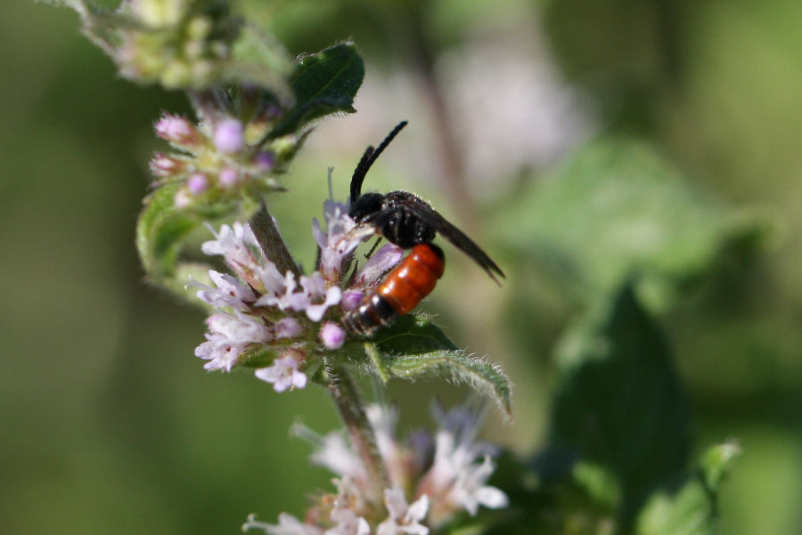 Maschio di Sphecodes (Apidae Halictinae)