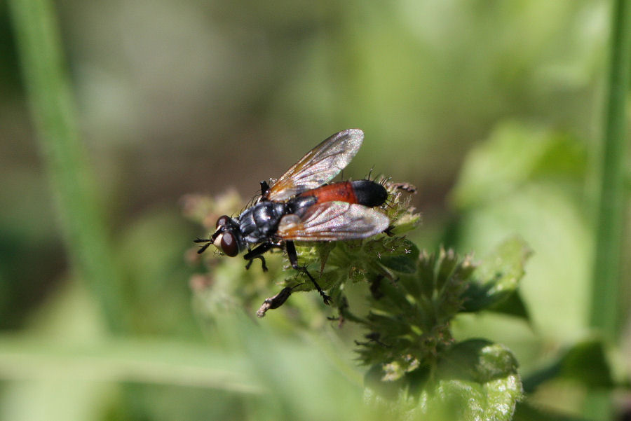 Cylindromyia sp. (Tachinidae)