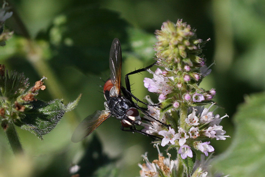 Cylindromyia sp. (Tachinidae)