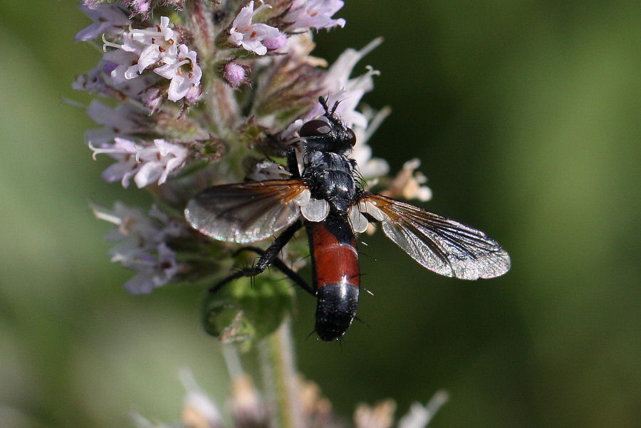 Cylindromyia sp. (Tachinidae)