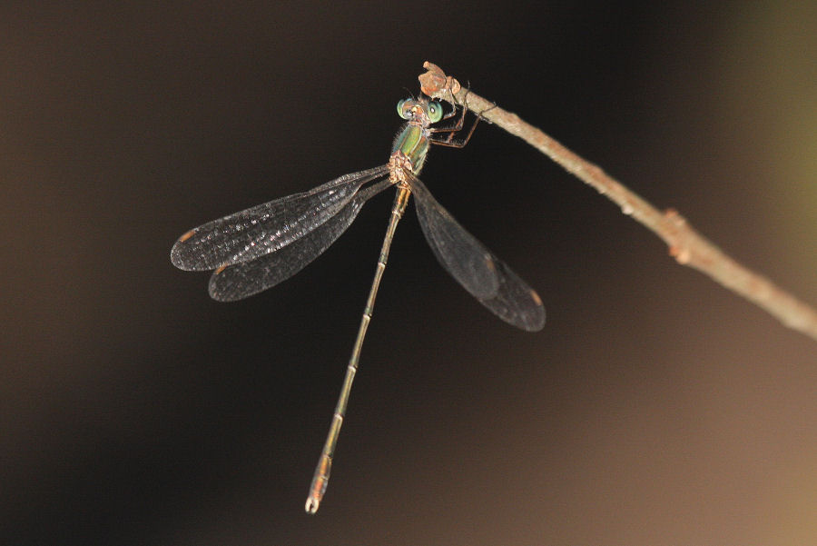 Chalcolestes viridis o parvidens