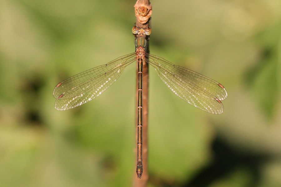 Chalcolestes viridis o parvidens