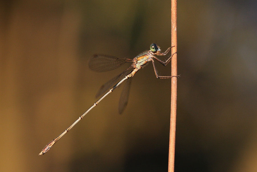 Chalcolestes viridis o parvidens