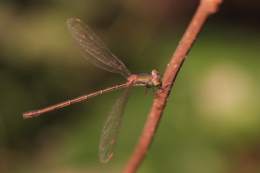 Chalcolestes viridis o parvidens