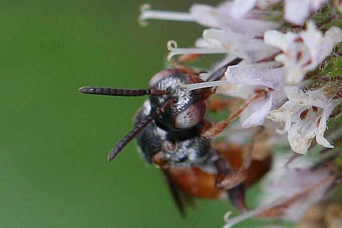 Pasites maculatus (Apidae)