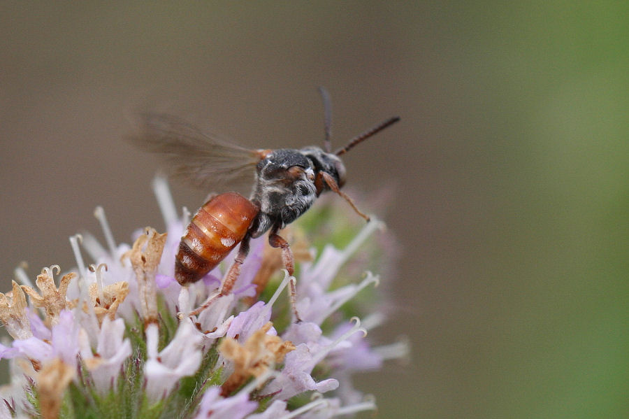 Pasites maculatus (Apidae)