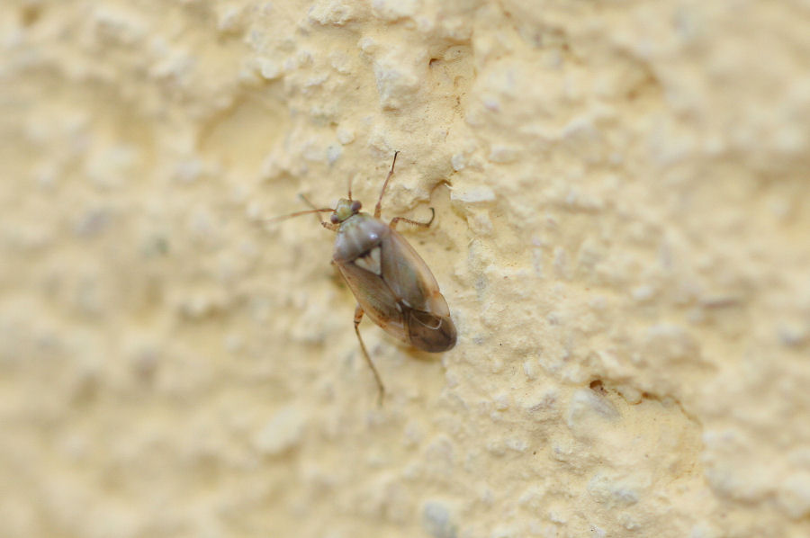 Miridae: Lygus sp. dell''Emilia