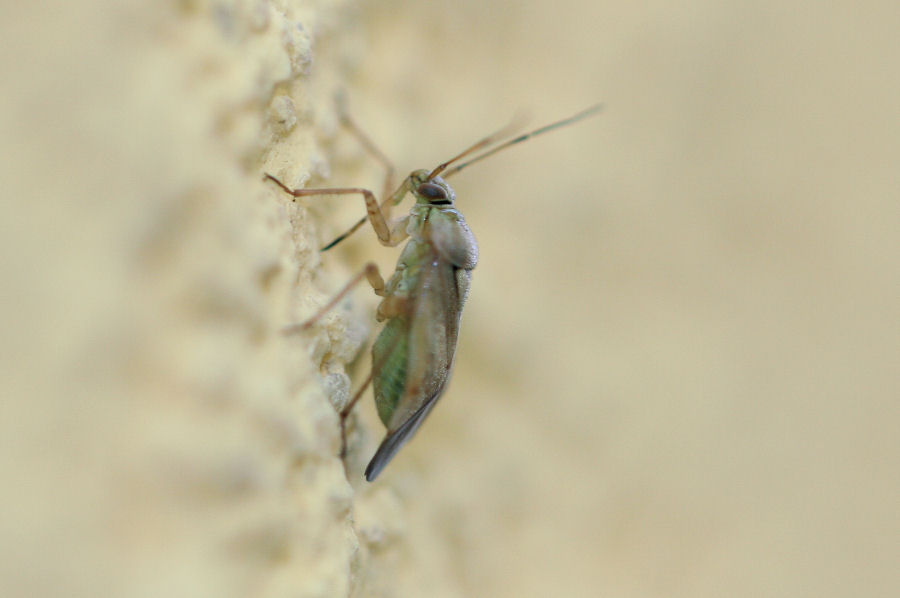 Miridae: Lygus sp. dell''Emilia