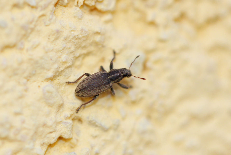 Sitona humeralis ?