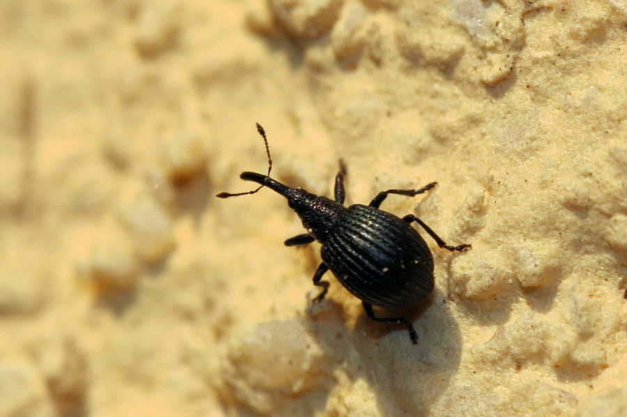 un Curculionidae mooolto comune (Apion sp.?)