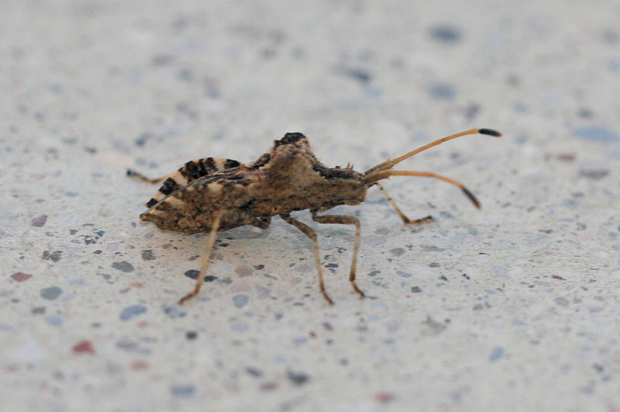 Coreidae: Centrocoris variegatus