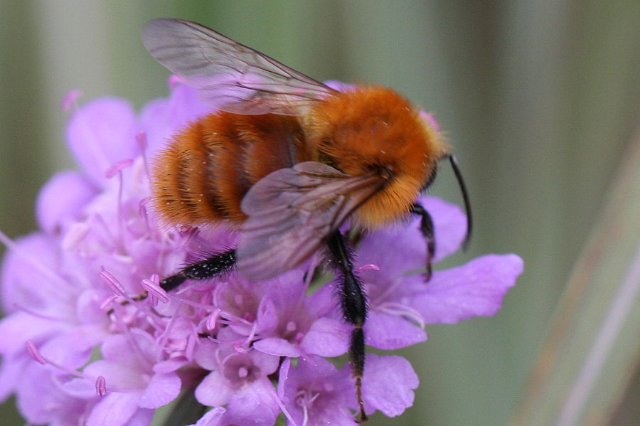 Bombus sp. (tipo cromatico pascuorum)