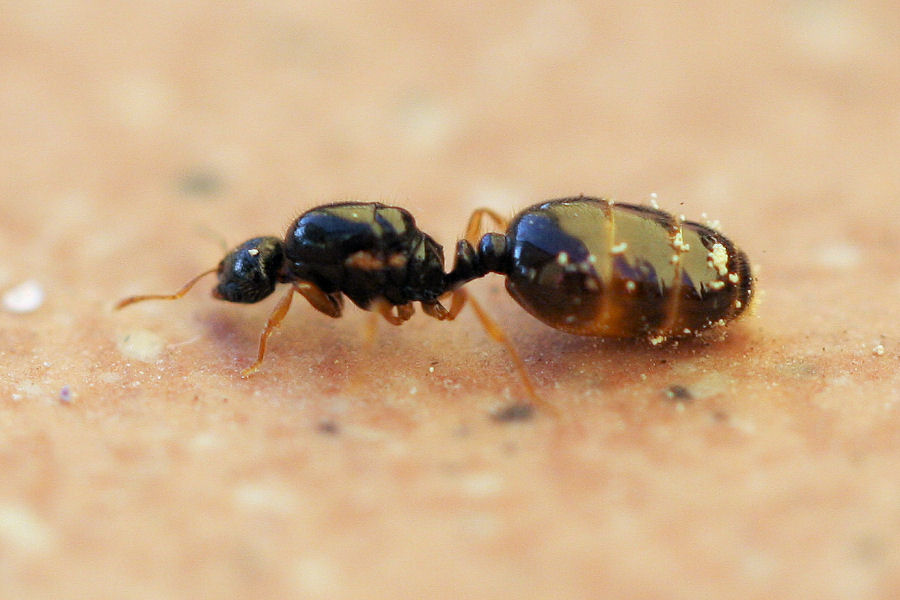 regina di Solenopsis fugax e maschio di Lasius paralienus