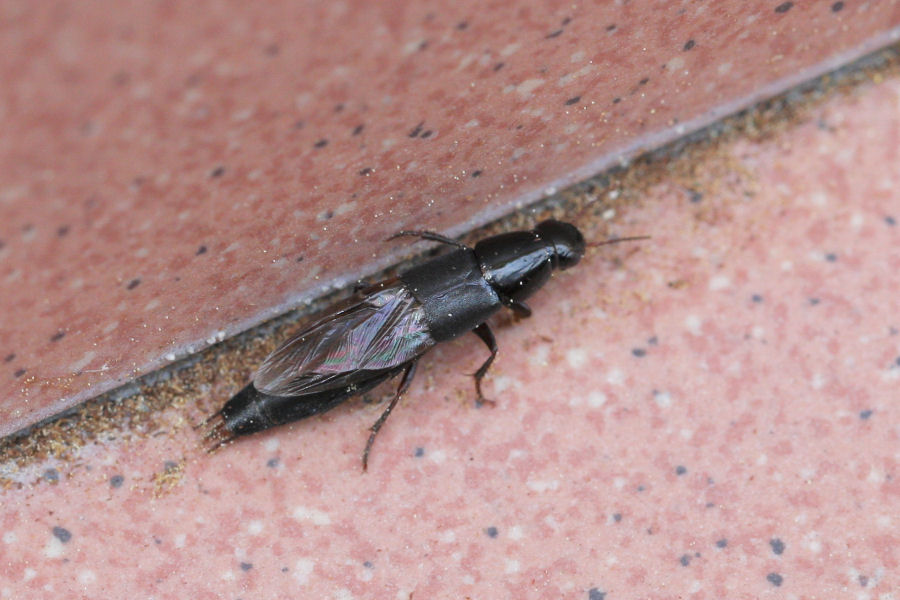 Staphylinidae? Quedius levicollis