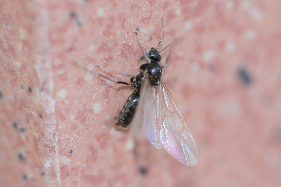 regina di Solenopsis fugax e maschio di Lasius paralienus