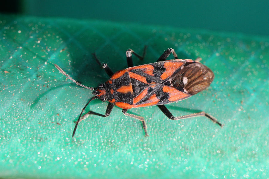 Lygaeidae: Spilostethus pandurus di Castel Maggiore-Bologna