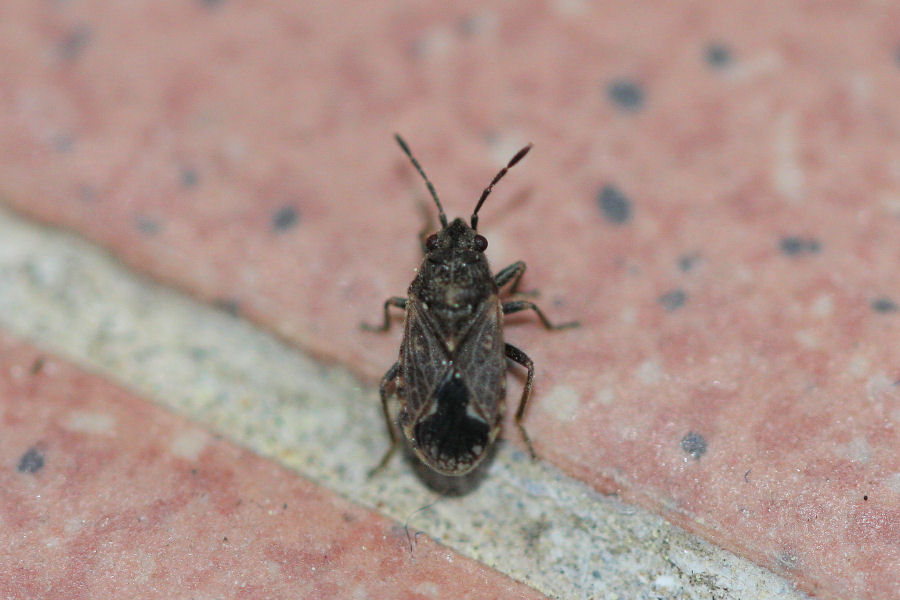 Lygaeidae: Nympha di Lygaeosoma sardeum dell''Emilia