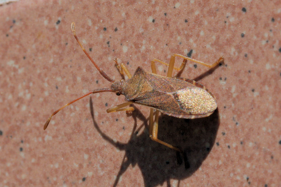 Coreidae: Gonocerus acuteangulatus di Castelmaggiore (BO)