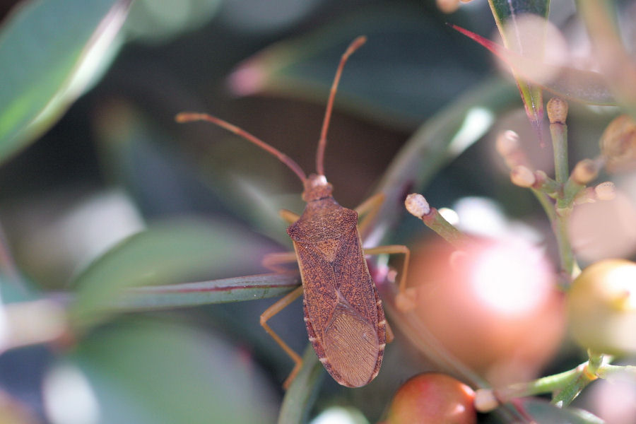 Coreidae: Gonocerus acuteangulatus di Castelmaggiore (BO)