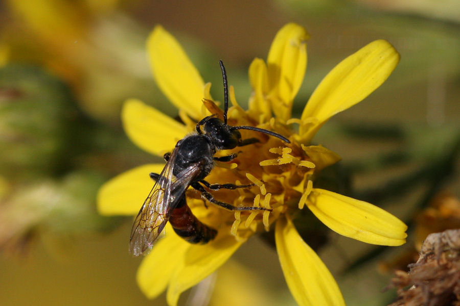 Lasioglossum cfr. calceatum