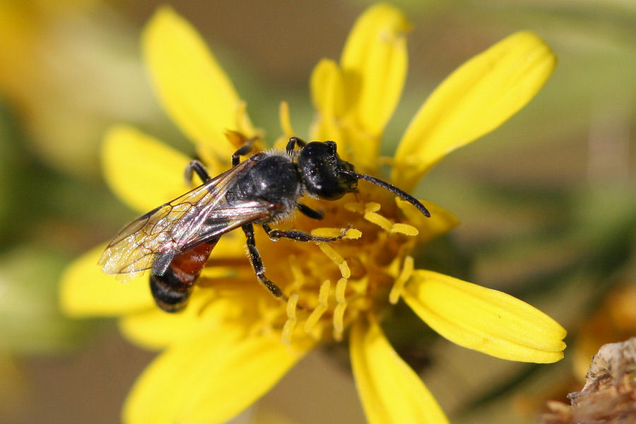 Lasioglossum cfr. calceatum