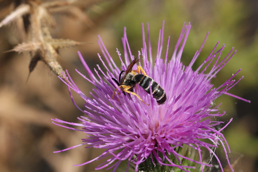 Apidae Halictinae.... carnivoro?  No, Halictus scabiosae che mostra...la lingua!