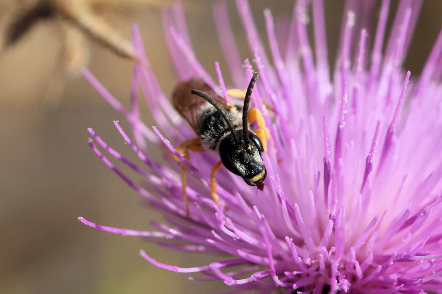 Apidae Halictinae.... carnivoro?  No, Halictus scabiosae che mostra...la lingua!