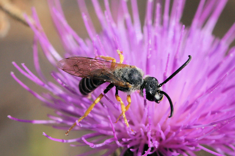 Apidae Halictinae.... carnivoro?  No, Halictus scabiosae che mostra...la lingua!