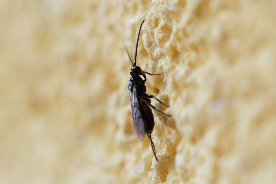 aiuto id.: Braconidae