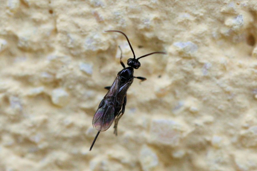 aiuto id.: Braconidae