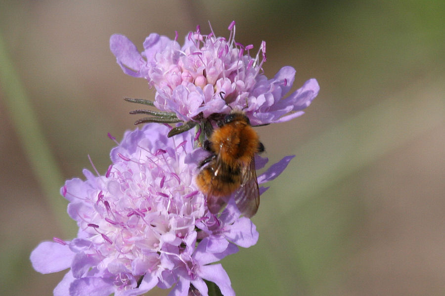 Bombus sp. (tipo cromatico pascuorum)